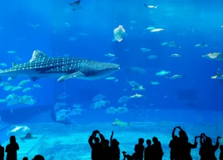 dubai international airport dxb dubai,dubai creek harbour,desert safari dubai, cheap hotels in dubai,cheap hotels in dubai,dubai metro timings,Best Hotels in Dubai,Hotels Near Dubai Airport,sfari dubai,SKI DUBAI,dubai underwater zoo, DUBAI AQUARIUM AND UNDERWATER ZOO