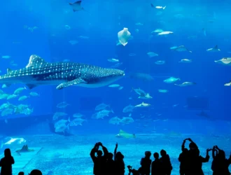 dubai international airport dxb dubai,dubai creek harbour,desert safari dubai, cheap hotels in dubai,cheap hotels in dubai,dubai metro timings,Best Hotels in Dubai,Hotels Near Dubai Airport,sfari dubai,SKI DUBAI,dubai underwater zoo, DUBAI AQUARIUM AND UNDERWATER ZOO