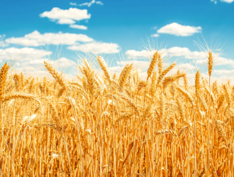 dubai international airport dxb dubai,dubai creek harbour,desert safari dubai, cheap hotels in dubai,cheap hotels in dubai,dubai metro timings